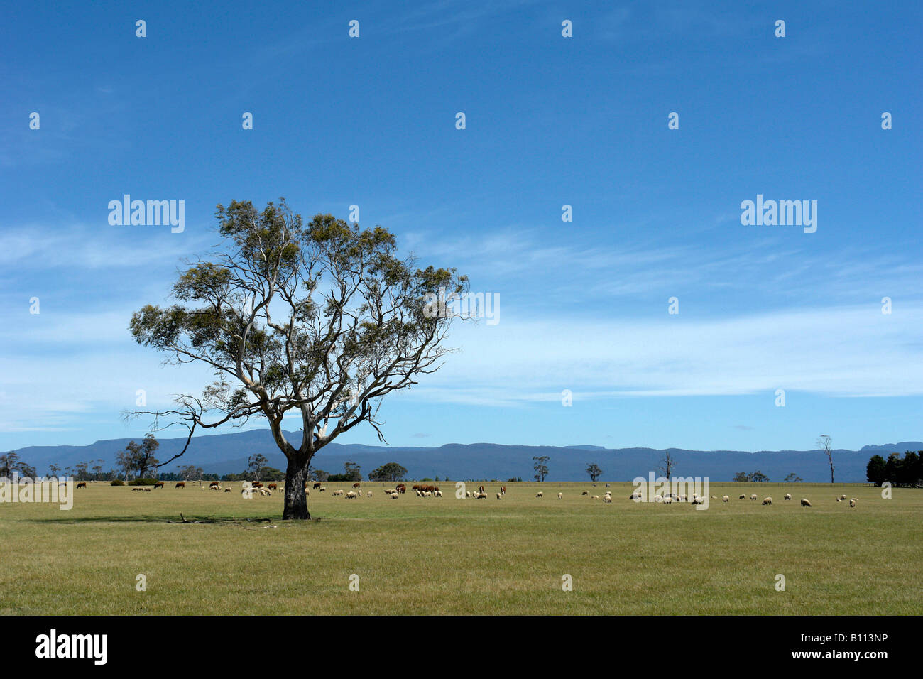 Baum auf einer Wiese Westbury Launceston Tasmanien Stockfoto