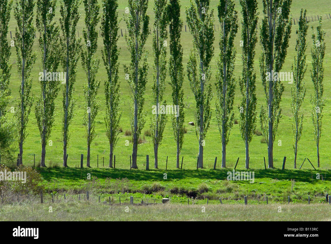 Baum auf einer Zeile Westbury Launceston Tasmanien Stockfoto