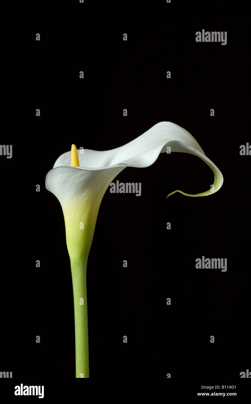 Seitenansicht der Einzelblüte weiße Zantedeschia Stockfoto