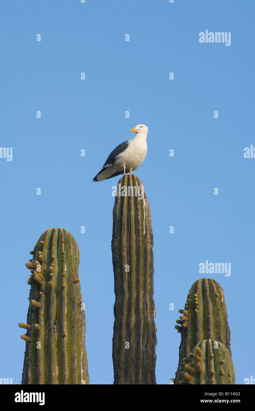 Gelber vogel auf kaktus -Fotos und -Bildmaterial in hoher Auflsung  Alamy