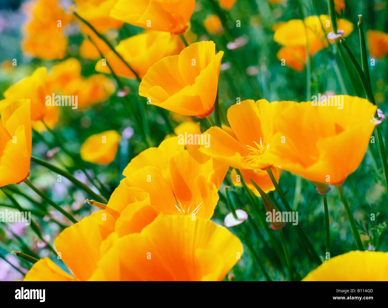 Garten, Blumen, Alpine Mohn Stockfoto