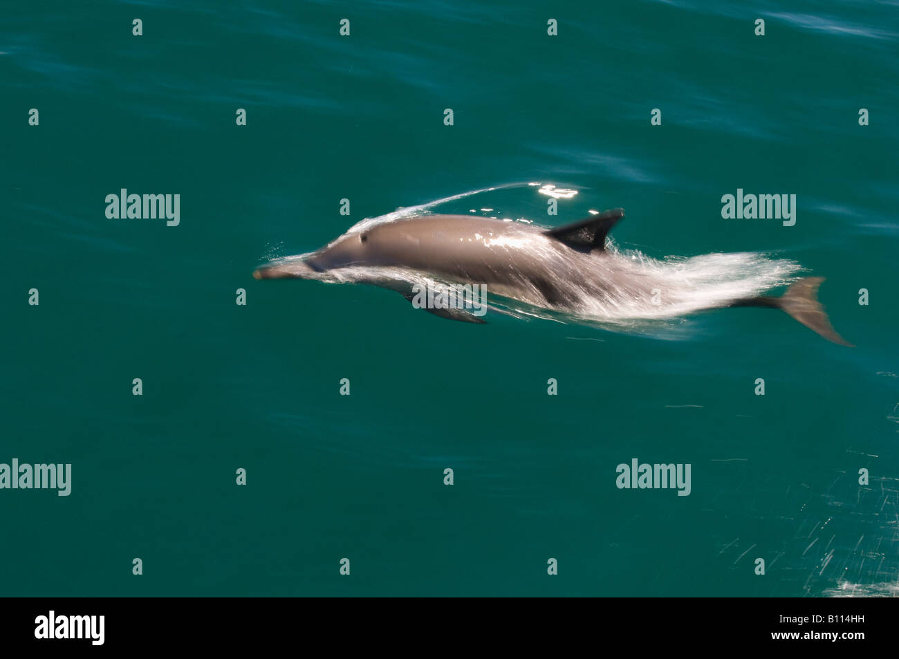 Langem Schnabel Gemeiner Delfin (Delphinus Capensis) Sea of Cortez, Baja California Mexiko Stockfoto