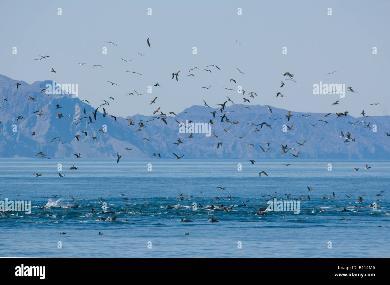 Tölpel und andere Seevögel in der Fütterung strömen mit Delfinen, Sea of Cortez, Baja California, Mexiko Stockfoto