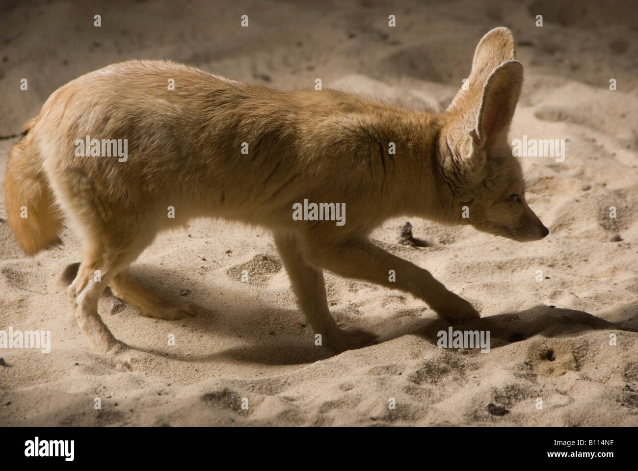 Fennec Fuchs oder Wüstenfuchs Vuples Zerda in fünf Schwestern Zoo in der Nähe von Livingstone Schottland Stockfoto