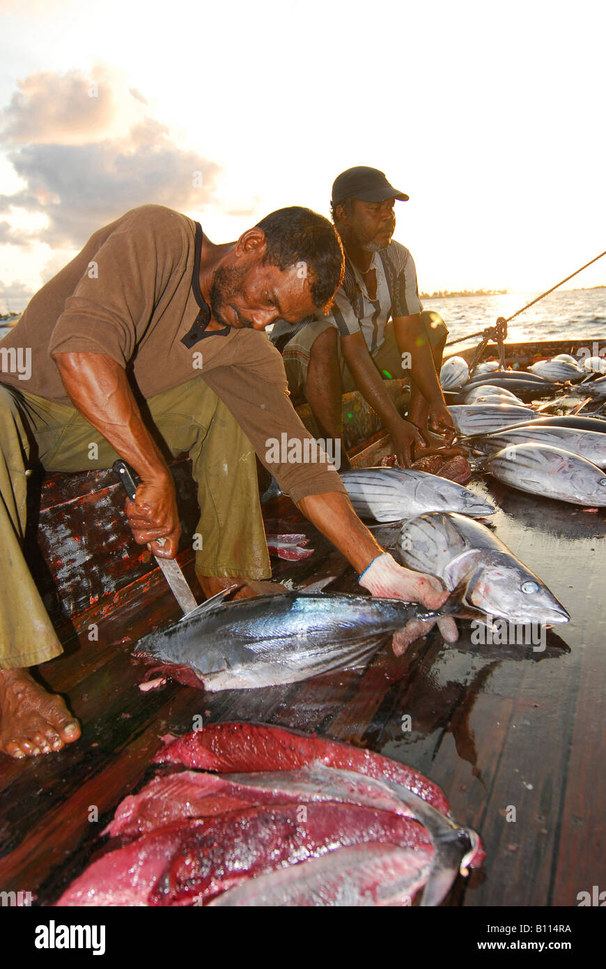 Fischer gill Tunas Inseln im Indischen Ozean Malediven Stockfoto