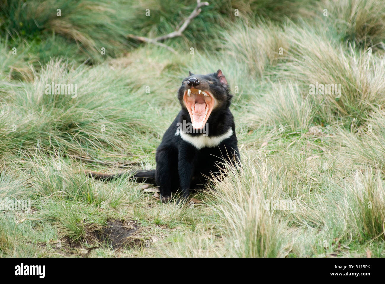 Beutelteufel Sarcophilus Harrisii Tasmanien Stockfoto