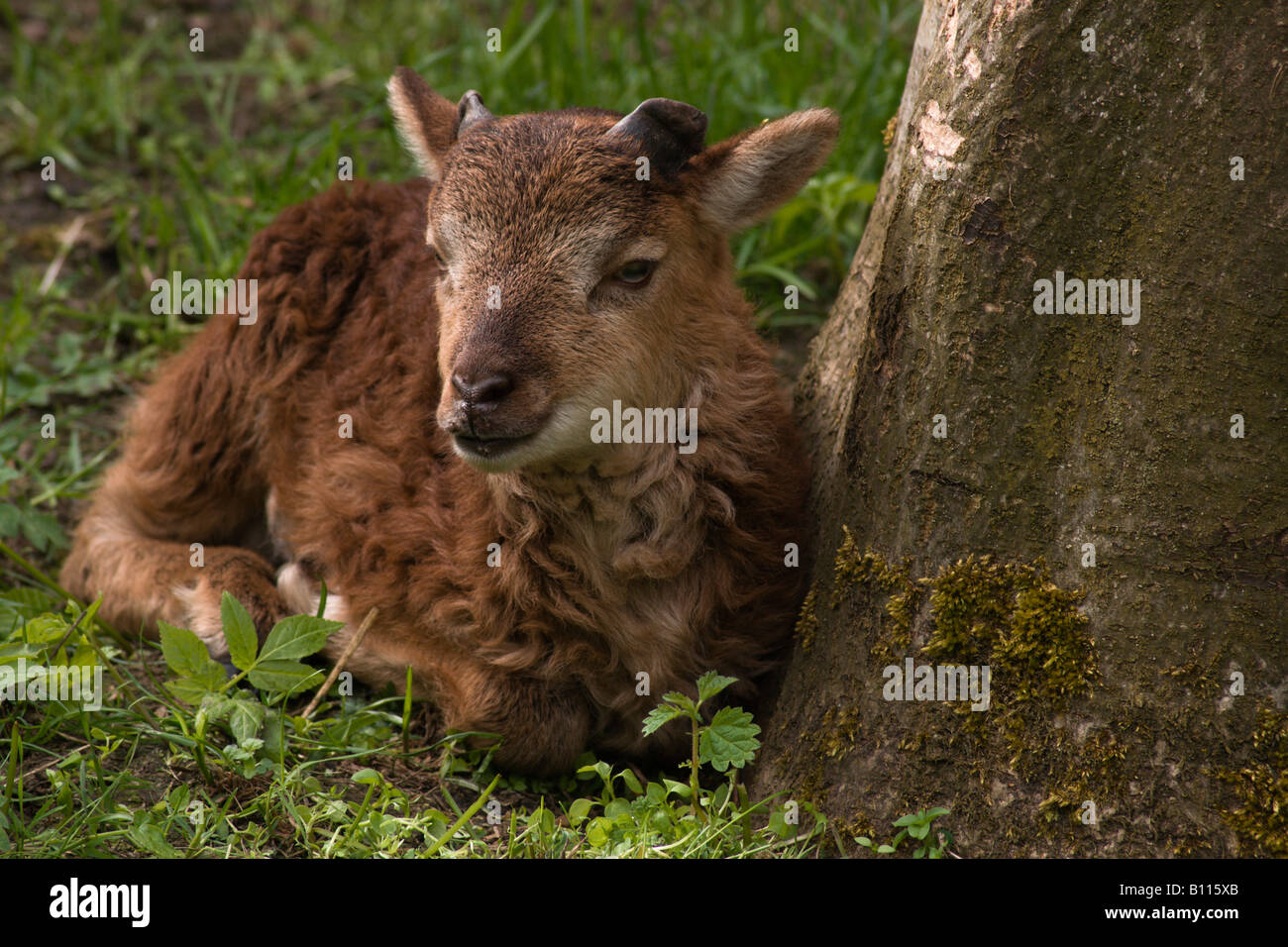 Castlemilk Moorit Lamm an fünf Schwestern Zoo in der Nähe von Livingstone Schottland Stockfoto