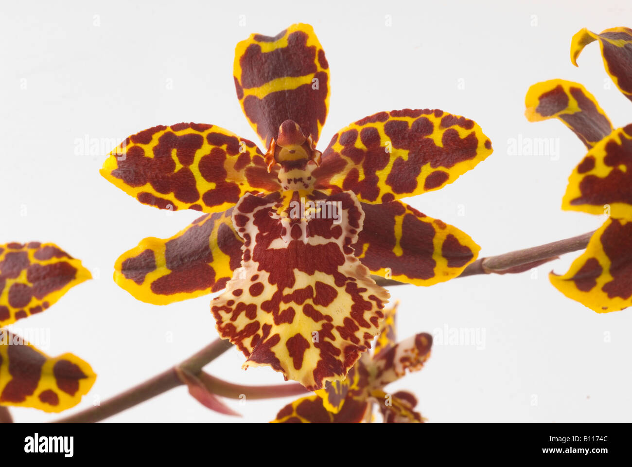 Tiger Orchidee Orchidaceae Rossioglossum grande Stockfoto