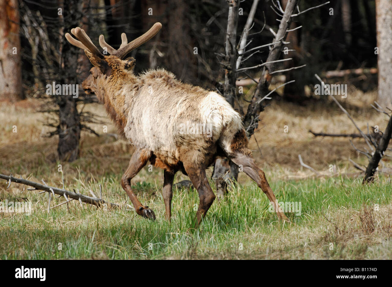 Stock Foto von einem Stier Elch zu Fuß in den Wald, Yellowstone-Nationalpark. Stockfoto