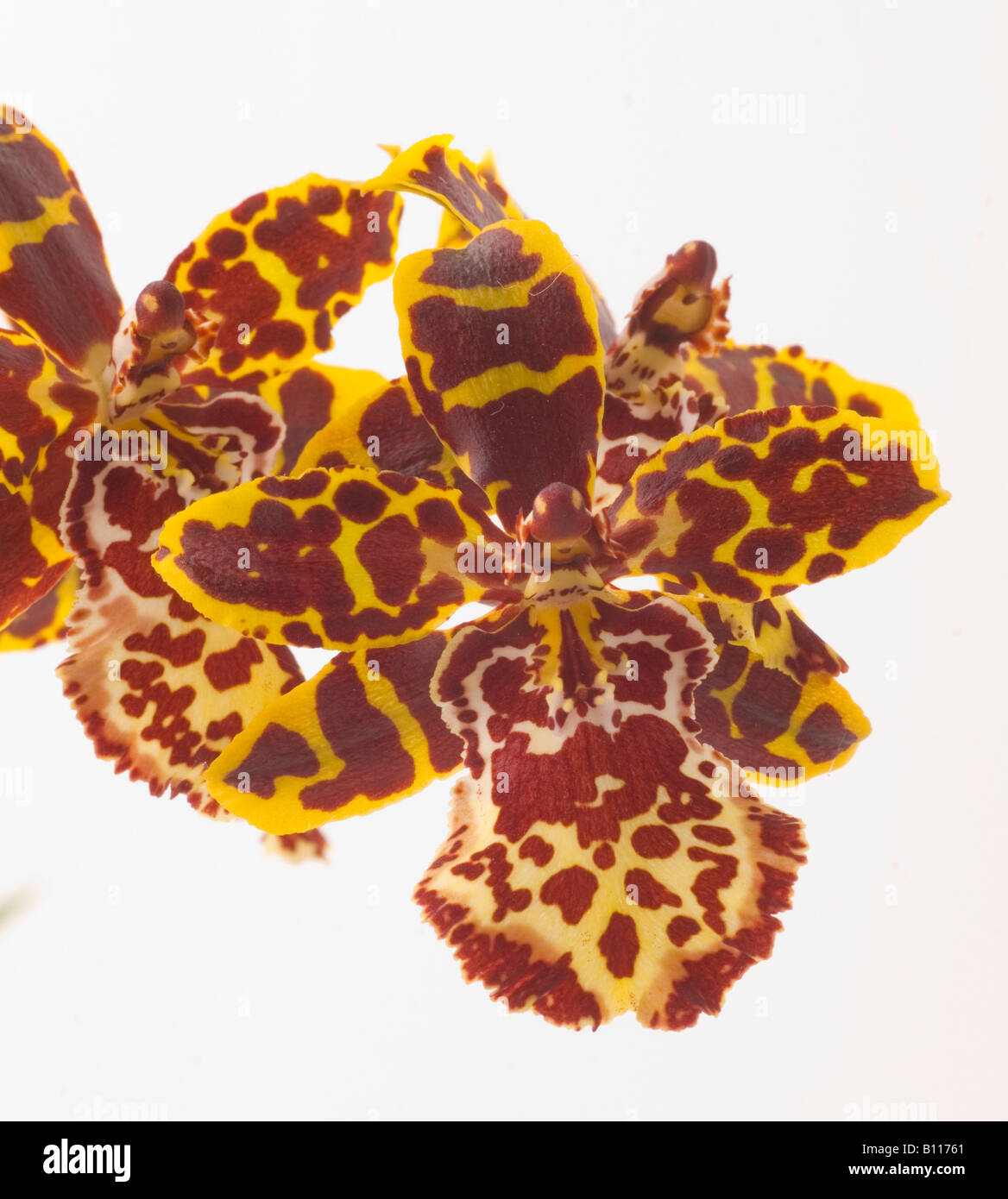 Tiger Orchidee Orchidaceae Rossioglossum grande Stockfoto