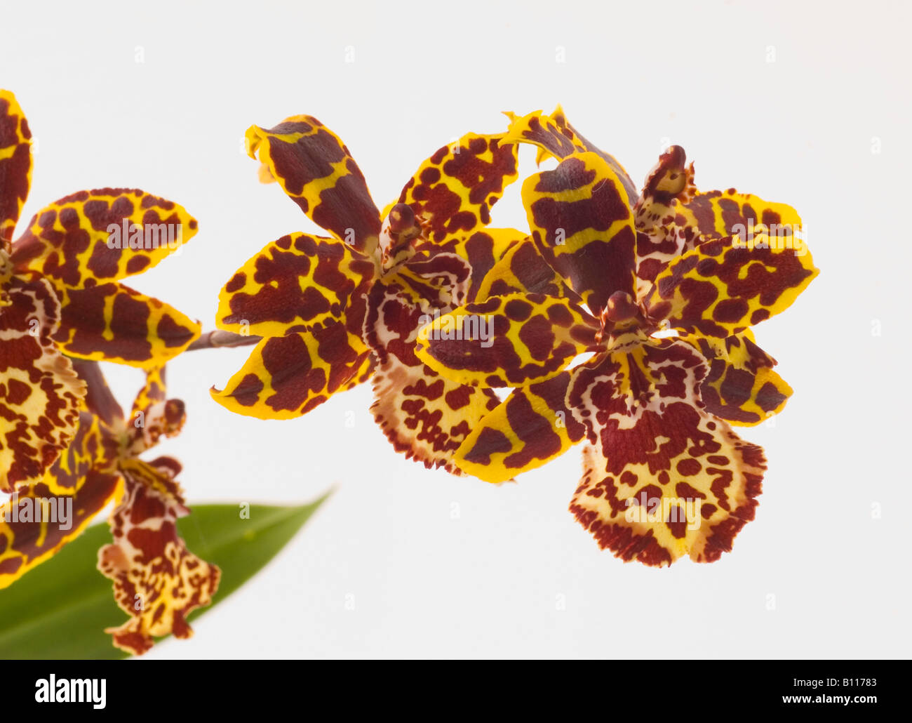 Tiger Orchidee Orchidaceae Rossioglossum grande Stockfoto