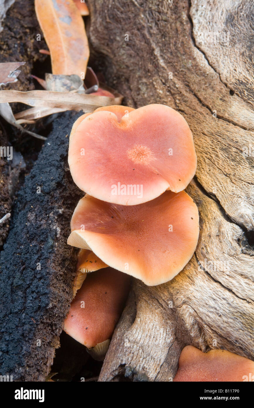 Fliegenpilz wie Pilze wachsen unter den verfallenden Banksia Baumstämmen in den australischen Busch Stockfoto