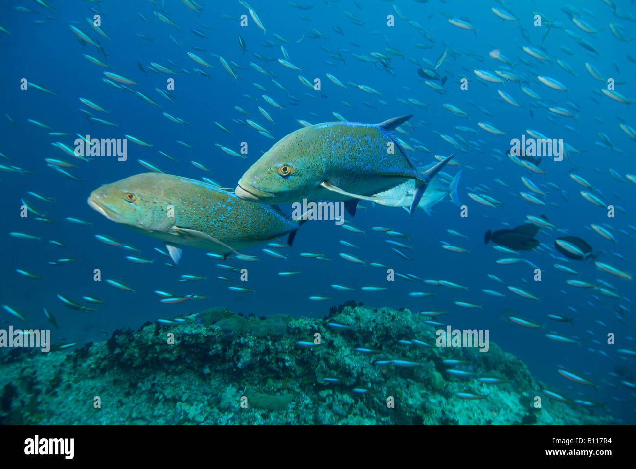 Jagd Trevally Carangoides Orthogrammus Malediven Inseln im Indischen Ozean Stockfoto