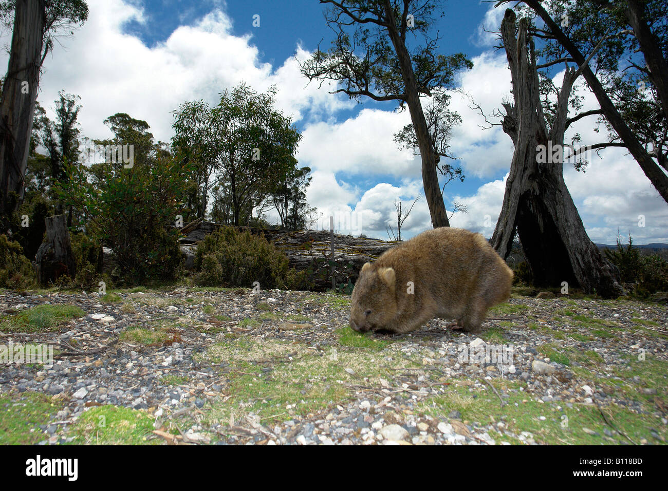 Wombat Vombatus Ursinus Tasmanien Stockfoto