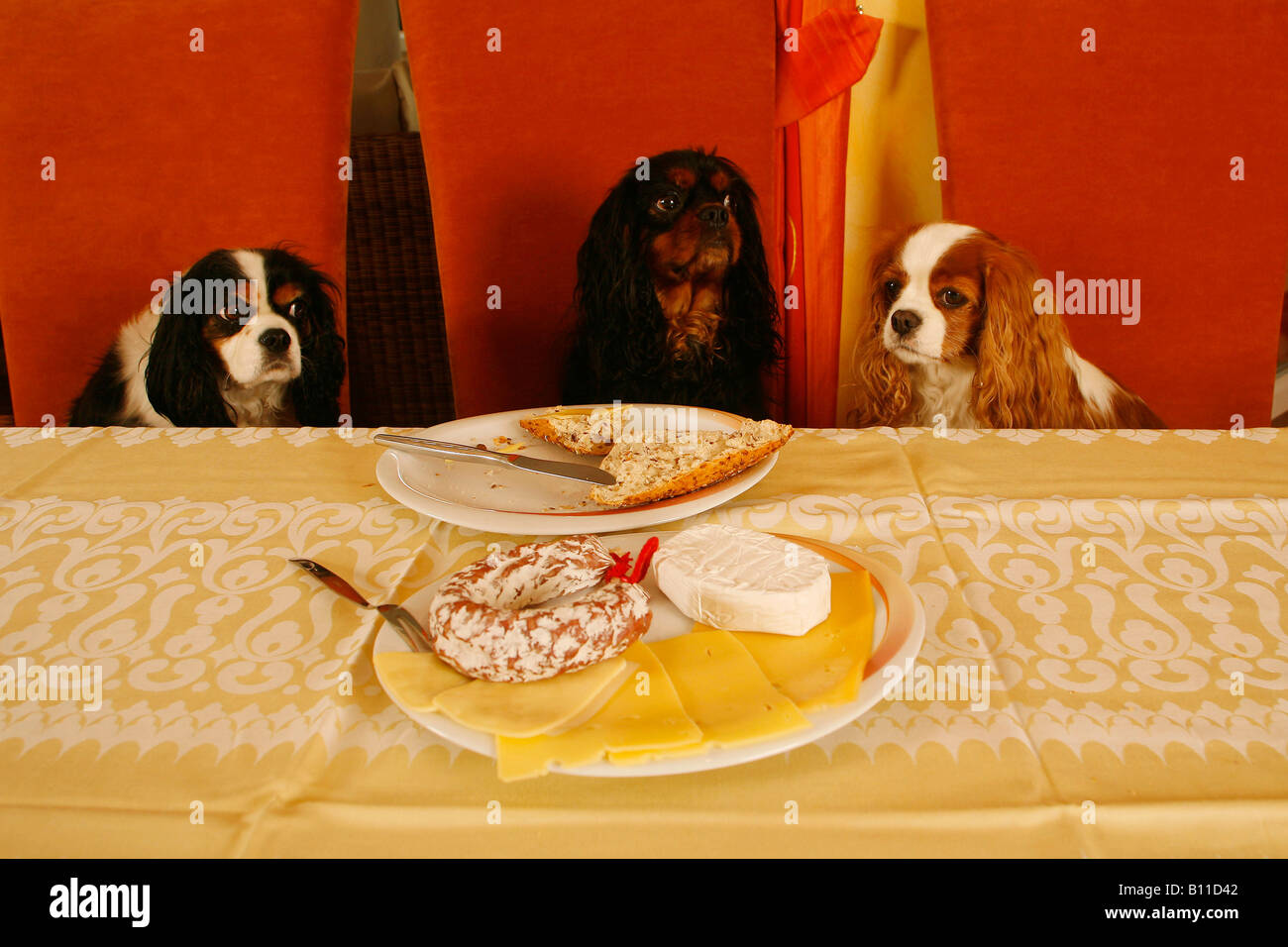 Cavalier King Charles Spaniel am Frühstückstisch Stockfoto