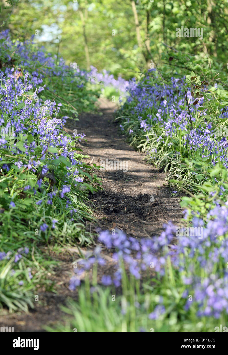 Ein Fußweg durch einen englischen Bluebell-Wald im Frühling mit den Blättern auf den Bäumen, die gerade herauskommen, England, Großbritannien Stockfoto