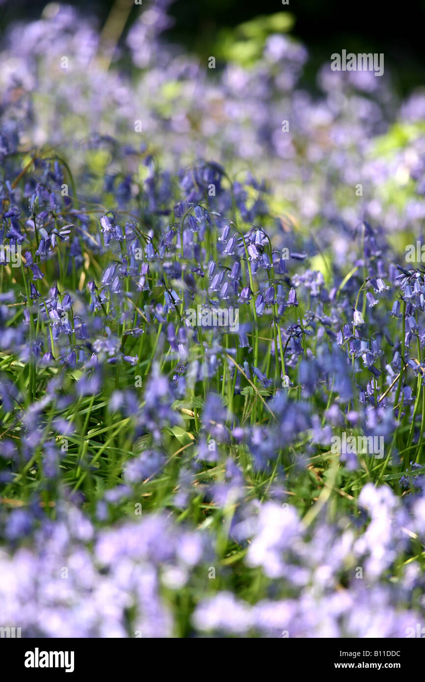 Close-up-Aufnahme des englischen Bluebells Stockfoto