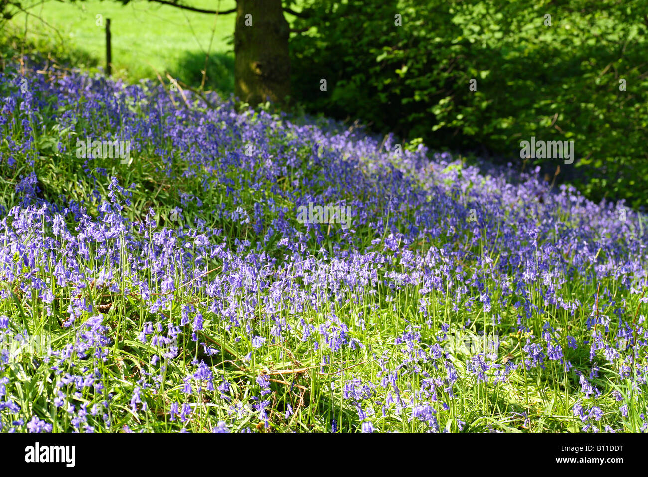 Ein englisches Bluebell Holz im Frühling mit den Blättern auf den Bäumen gerade herauskommen, England, Großbritannien Stockfoto