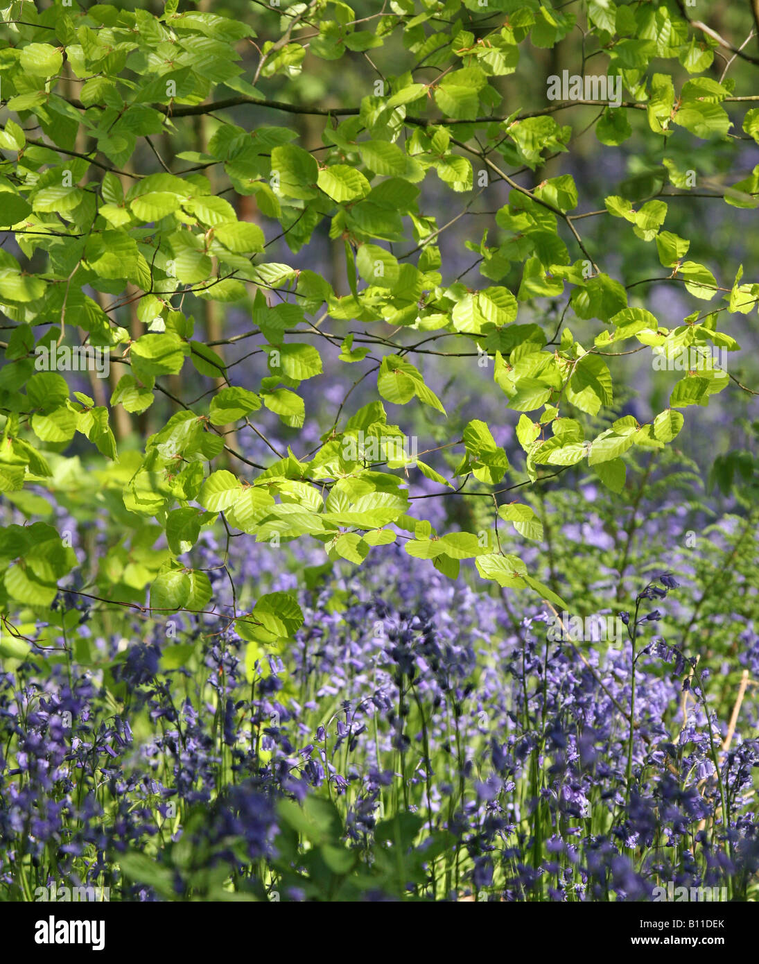 Die Blätter der Blauschellen (Hyacinthoides non-scripta) und der Buche (Fagus) in einem englischen Wald im Frühjahr, Staffordshire, England, Vereinigtes Königreich Stockfoto