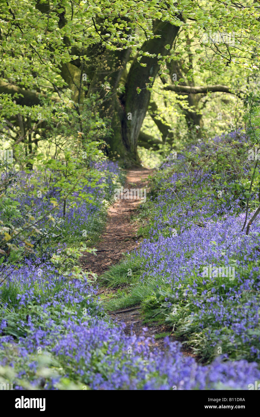 Ein Fußweg durch einen englischen Bluebell-Wald im Frühling mit den Blättern auf den Bäumen, die gerade herauskommen, England, Großbritannien Stockfoto