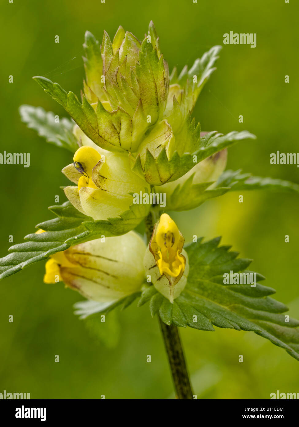 Gelbe Rassel Rhinanthus minor (Scrophulariaceae) Stockfoto