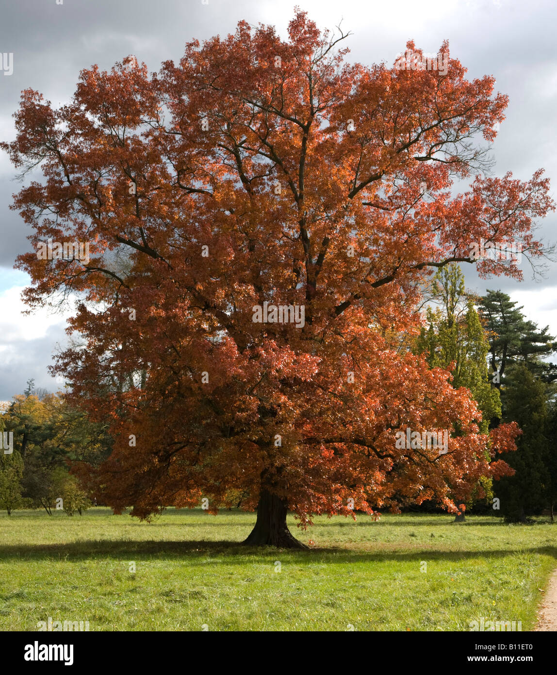 Herbst im worlitz park Fotos und Bildmaterial in hoher Auflösung Alamy