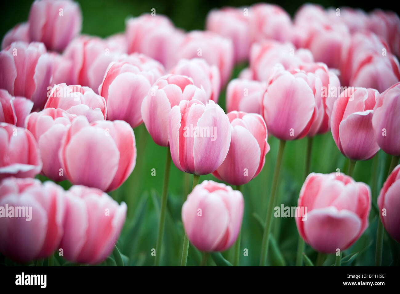 Frühlings-Tulpen in Broklyn New York Stockfoto