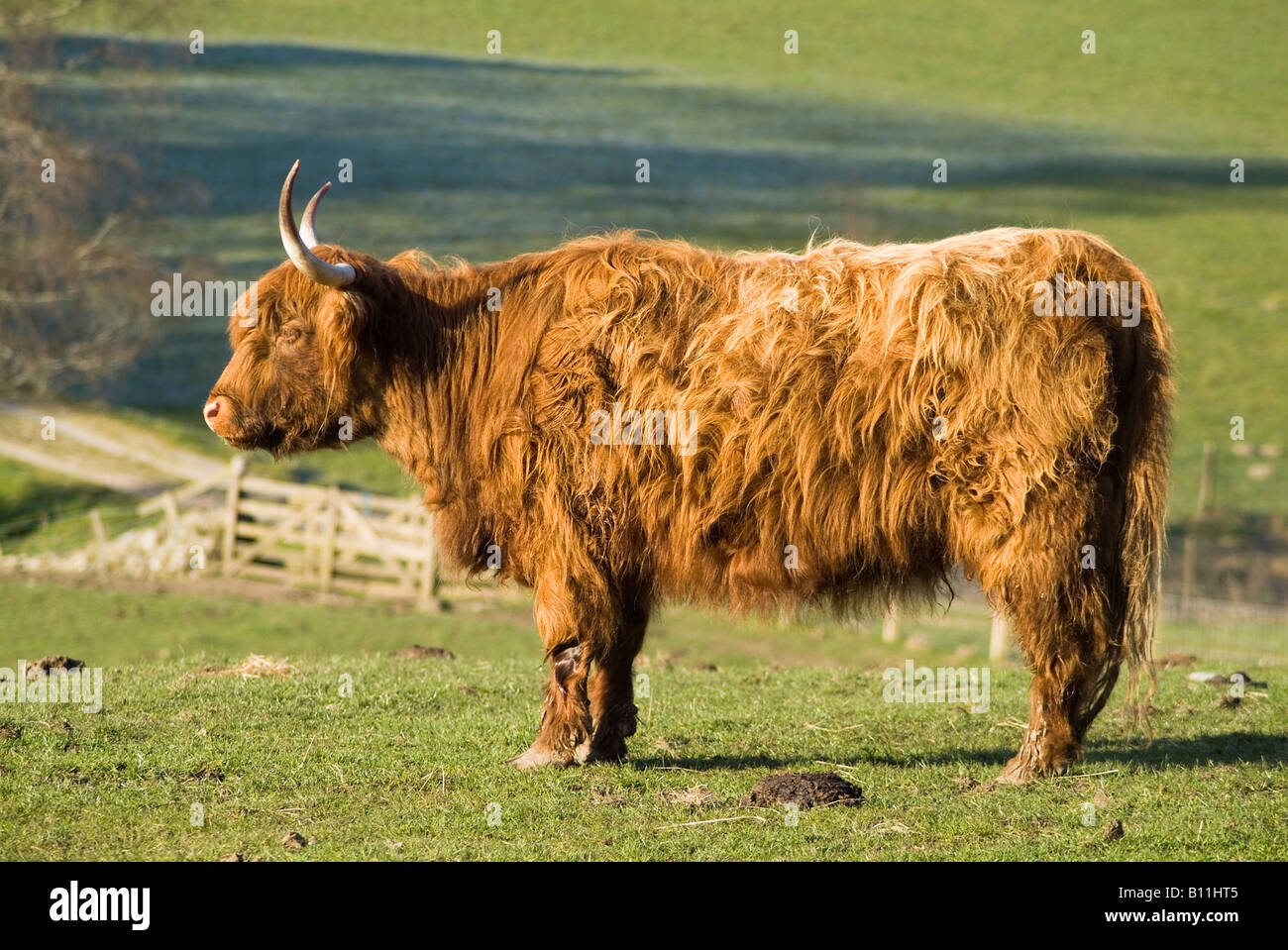 dh Highland Cow COW UK Shaggy haired horned Highland cow in field scottish long hairy animal cows hair scotland Breed Stockfoto