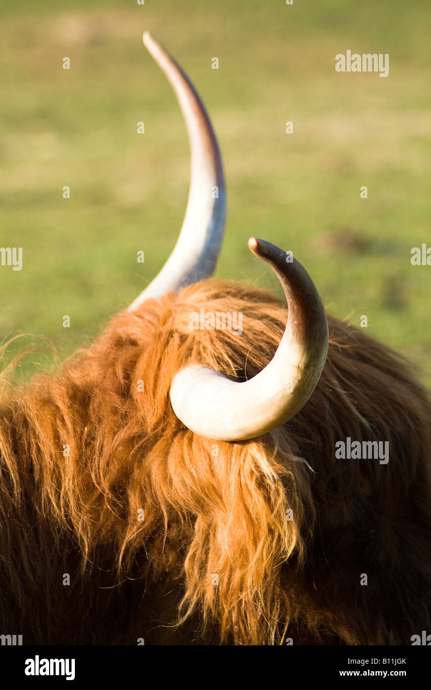 dh Highland Cow COW UK Shaggy haired Highland Cow Horns close up scottish Cows Head hair Cattle Animal Stockfoto