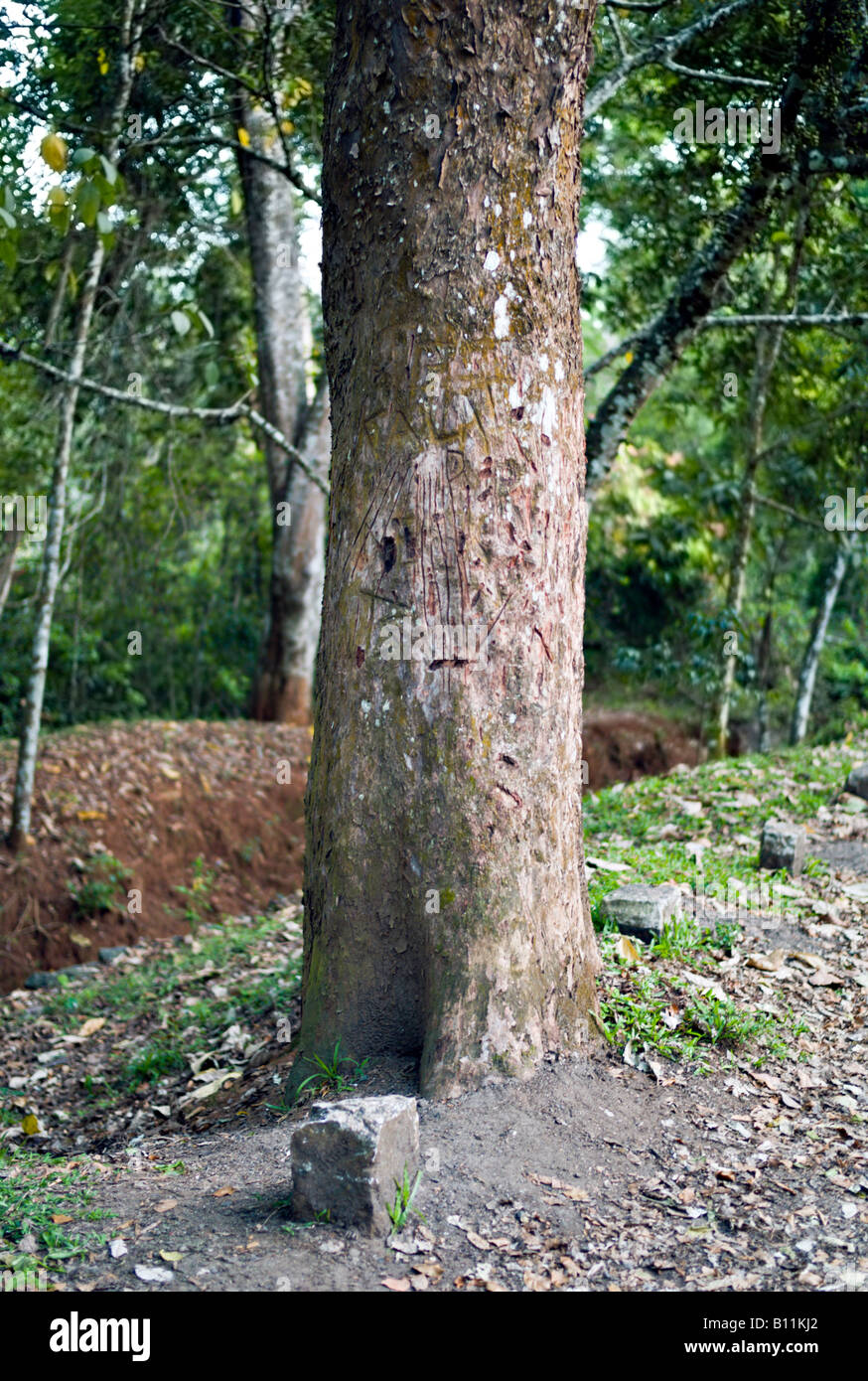 Indien KUMILY PERIYAR TIGER RESERVE Baum mit Tiger Kratzspuren nach der Ranger in Periyar Tiger Reserve Thekkady Stockfoto