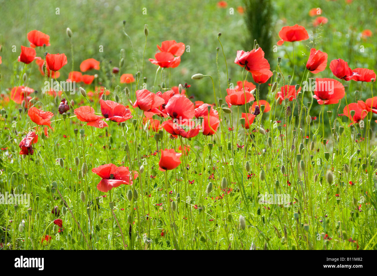 Roter Mohn Blumen in einer Wiese Stockfoto