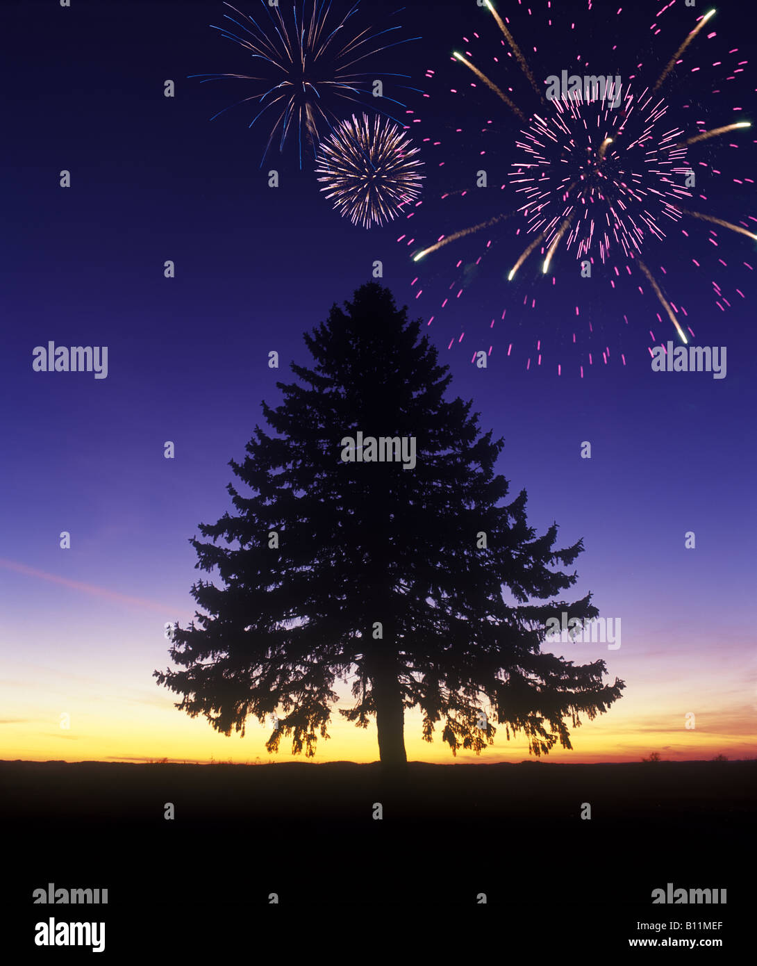 EINSAME EINSAME FIR TREE SILHOUETTE Stockfoto