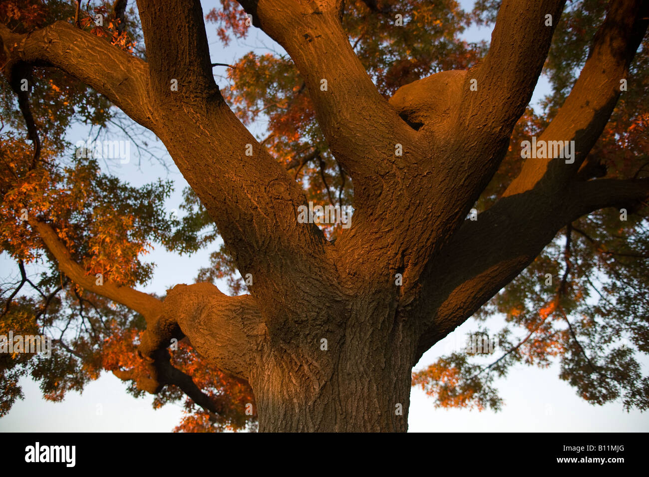 EINZIGEN BAUM Stockfoto