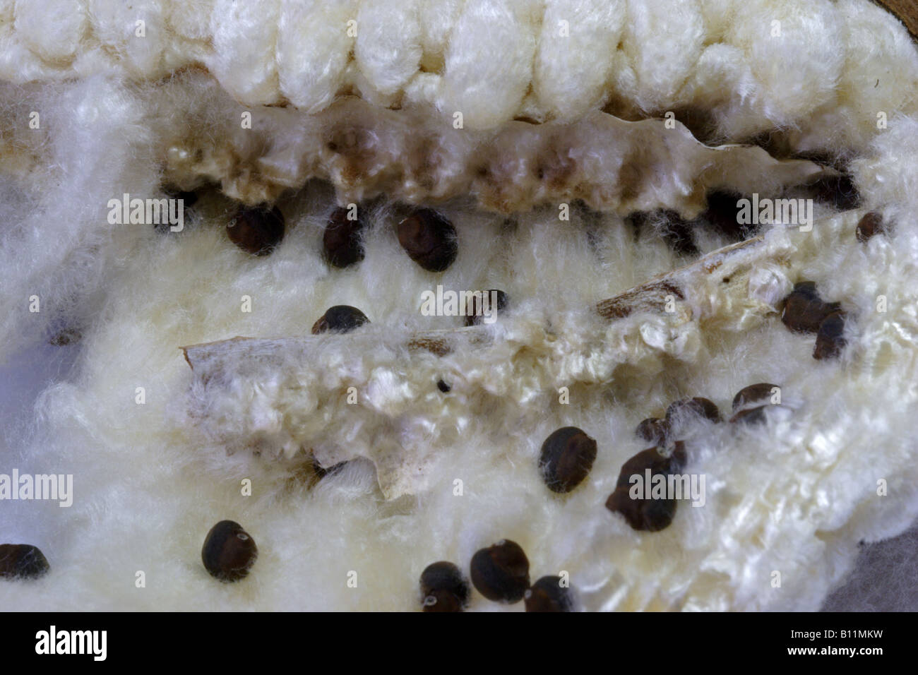 Rohbaumwolle in Pod Stockfoto