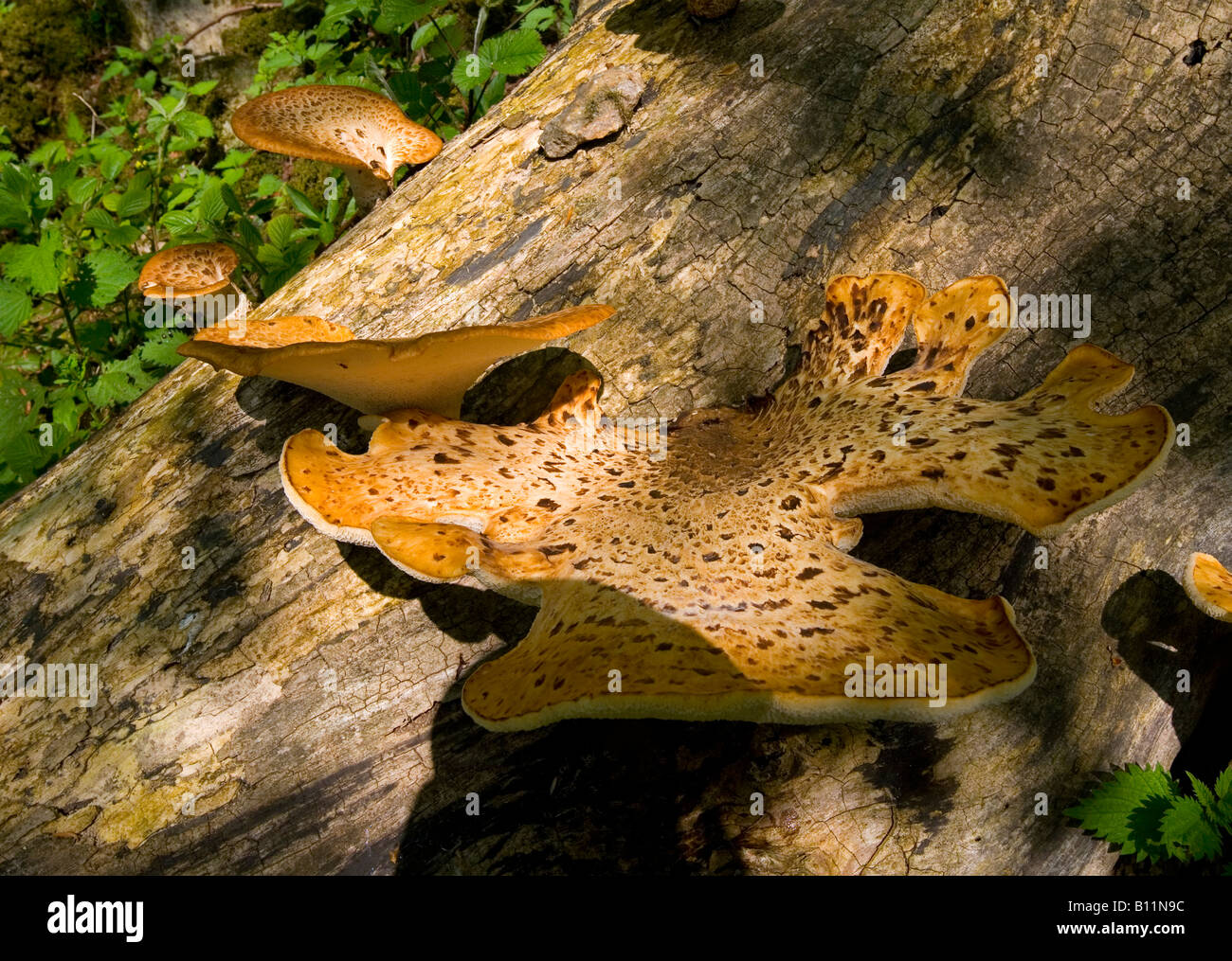 Klammer-Pilz, Laetiporus Sulphureus oder Schwefel Polypore auf Baumstamm in Matlock Bath Derbyshire Peak District England UK Stockfoto