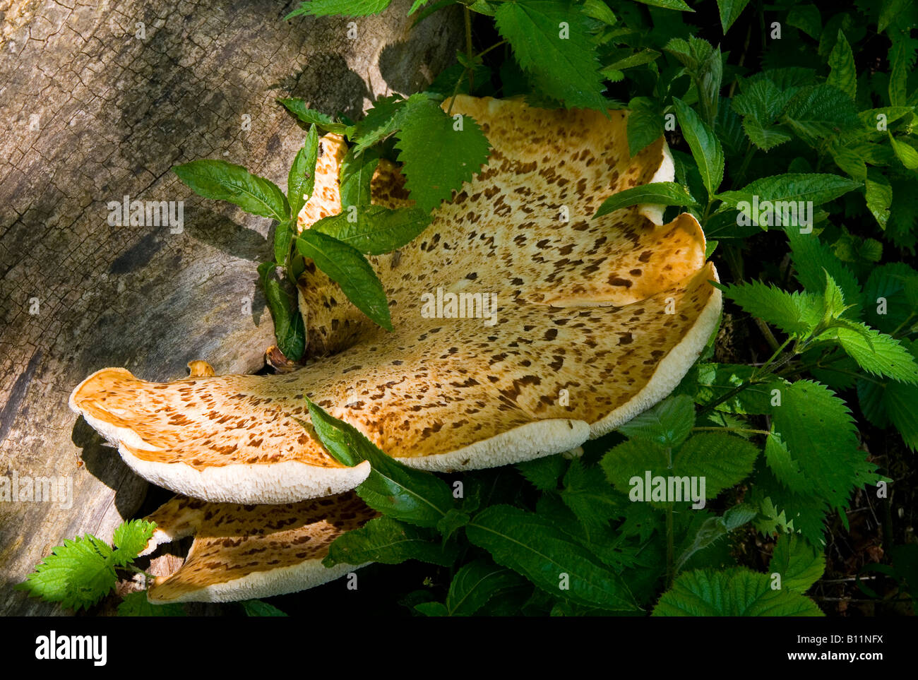 Klammer-Pilz, Laetiporus Sulphureus oder Schwefel Polypore auf Baumstamm in Matlock Bath Derbyshire Peak District England UK Stockfoto