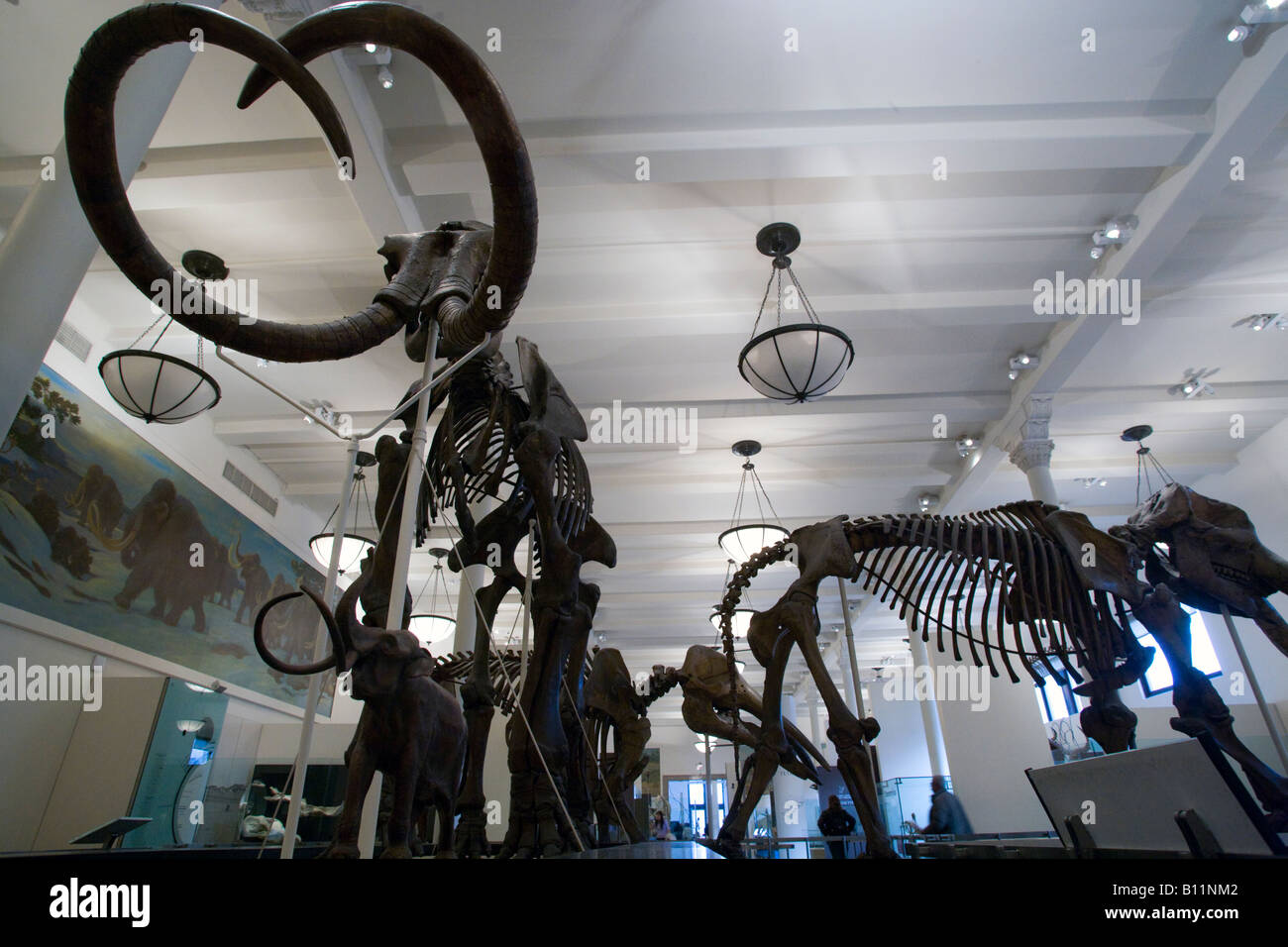 MAMMUTHUS DISPLAY FOSSILEN HALLE AMERICAN MUSEUM OF NATURAL HISTORY MANHATTAN NEW YORK CITY USA Stockfoto