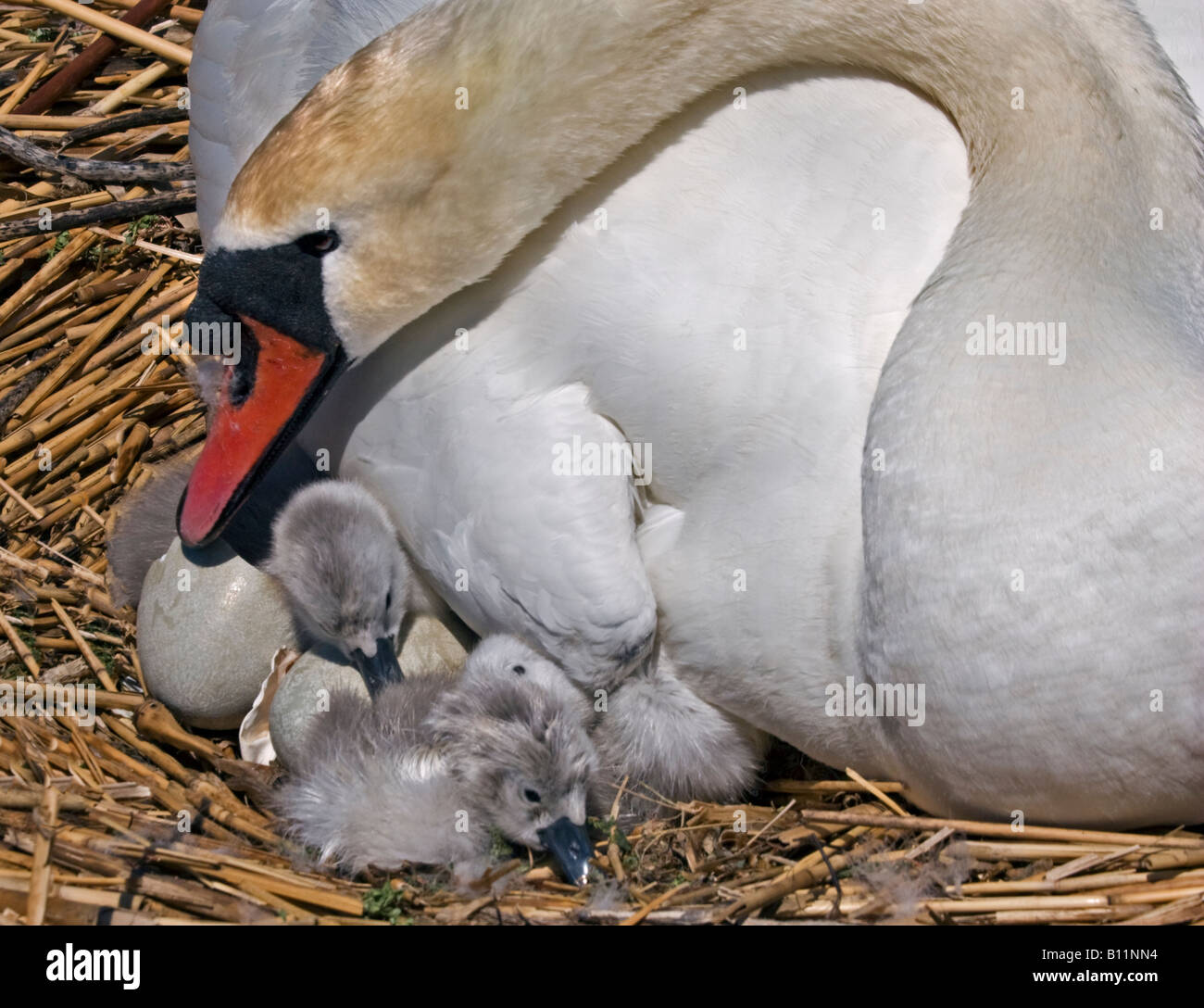 Höckerschwan (Cygnus Olor) und neu geschlüpften Cygnets im Nest Stockfoto