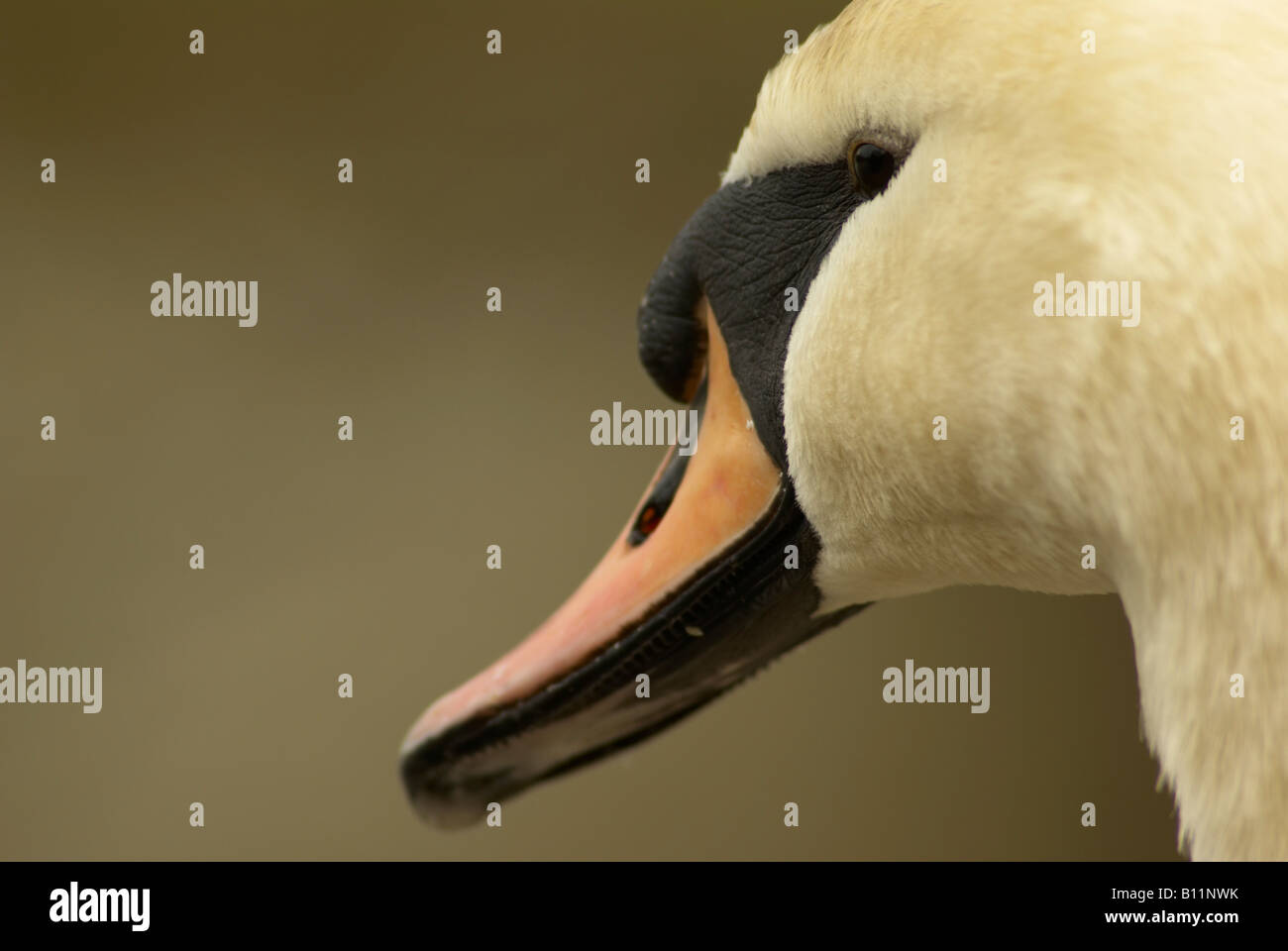 Höckerschwan (Cygnus Olor), engen Ernte auf Kopf Bill und Feder Detail zeigen. Stockfoto