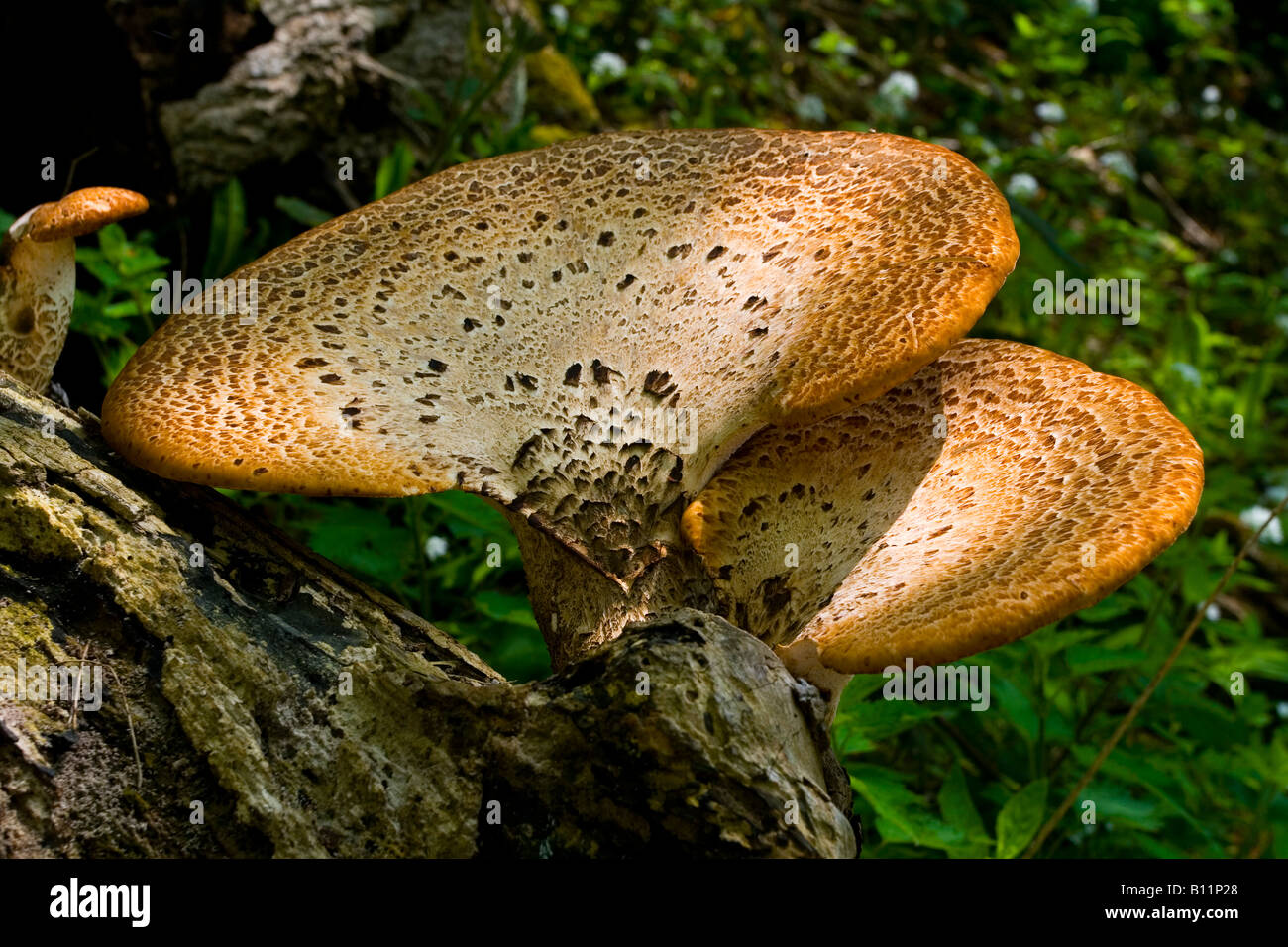 Klammer-Pilz, Laetiporus Sulphureus oder Schwefel Polypore auf Baumstamm in Matlock Bath Derbyshire Peak District England UK Stockfoto