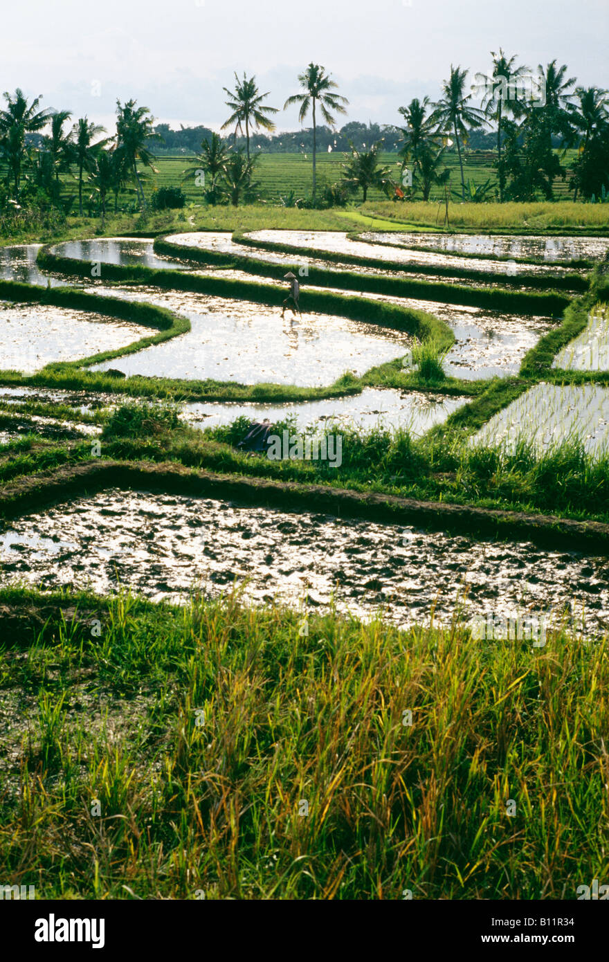 Terrassenförmig angelegten überfluteten Reisfeld Stockfoto