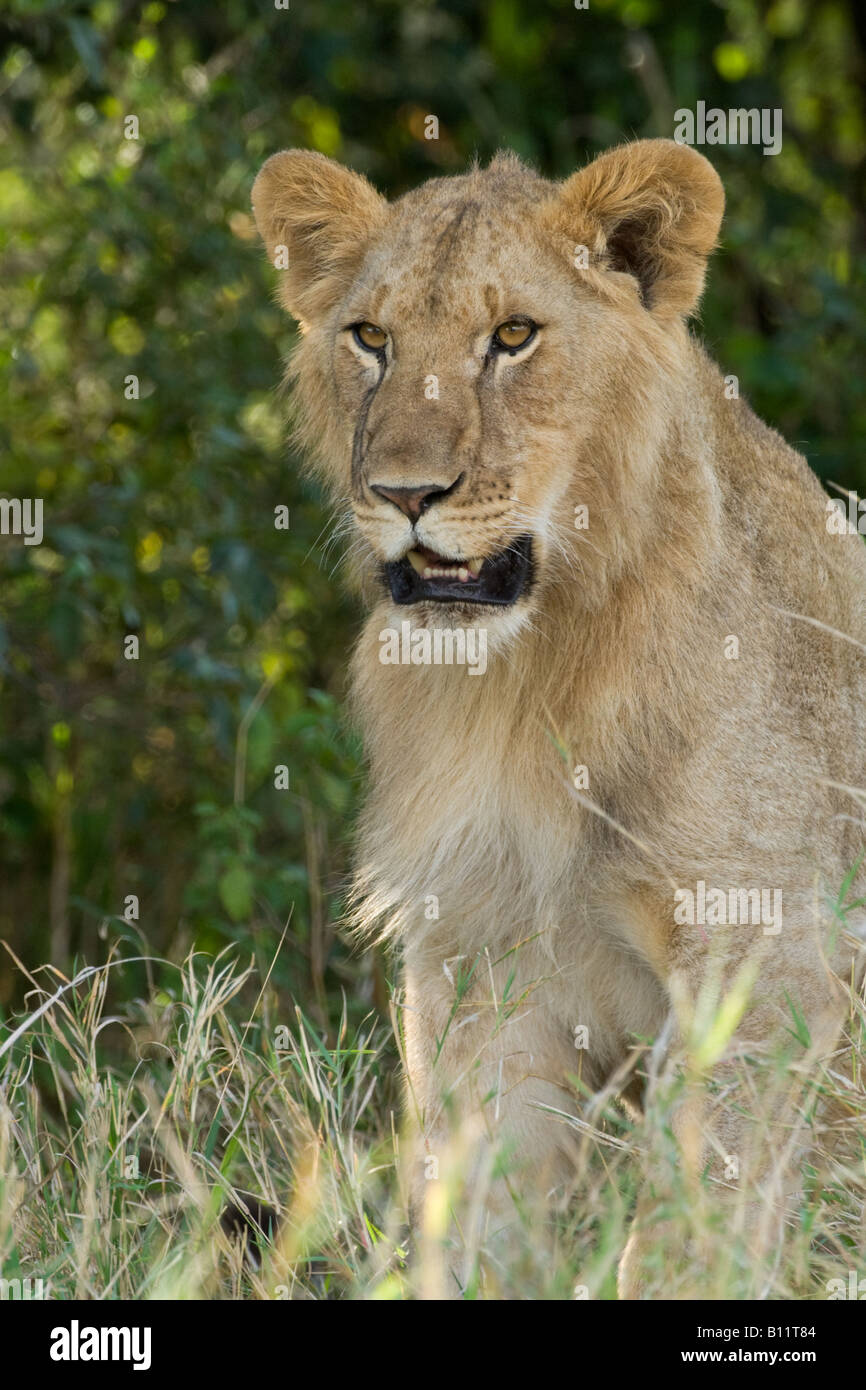 Junger Löwe Ausschau nach Beute. Stockfoto