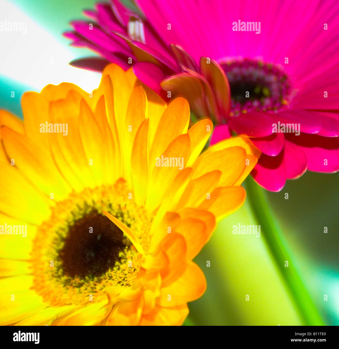 Markante Gerbera gelb und rosa hautnah Stockfoto