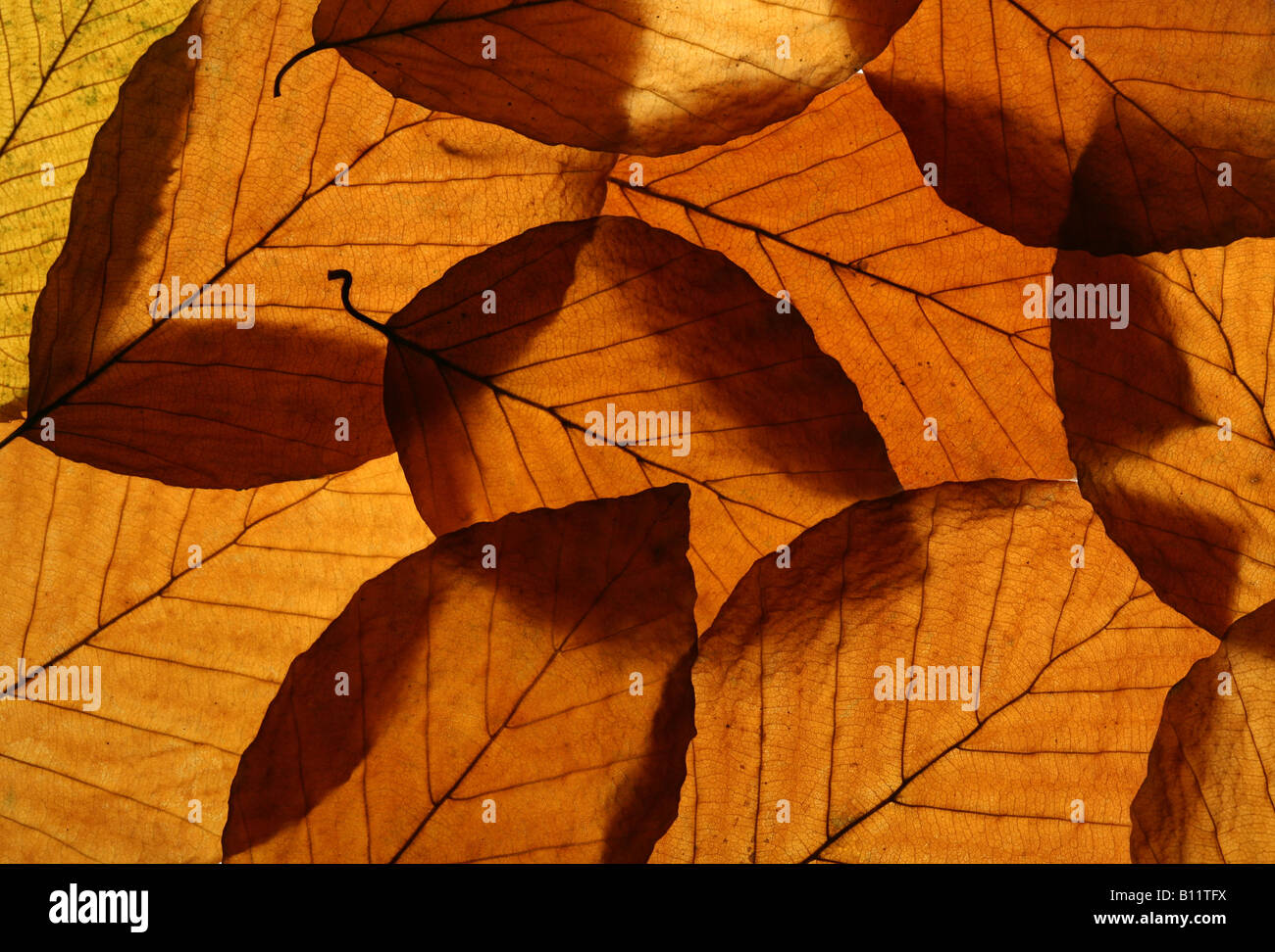 Gelbe Blätter der Buche (Fagus Sylvatica) Textur Stockfoto