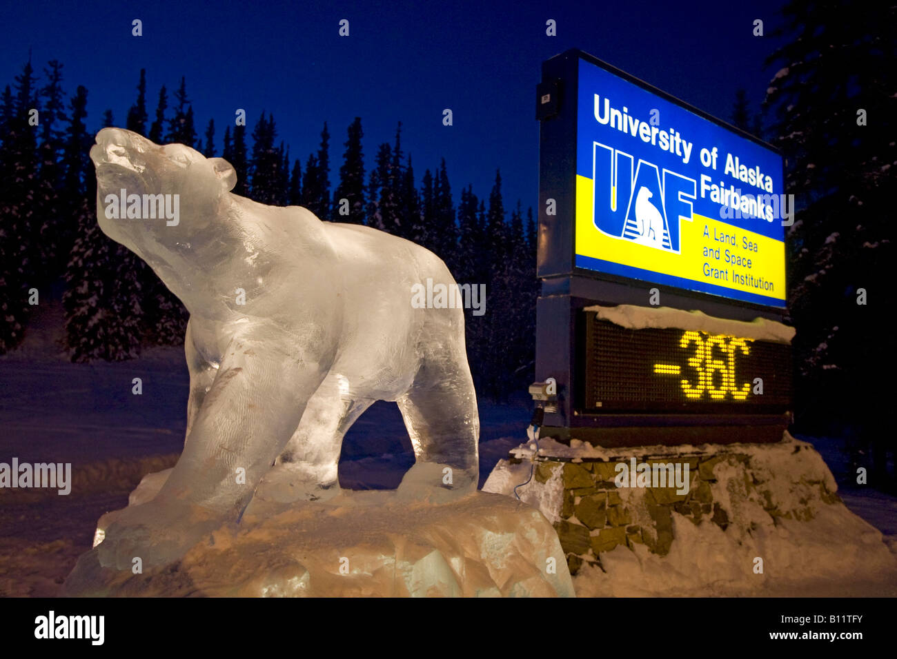 Universität von Fairbanks Temperatur Schild mit minus 36 Grad Celsius mit Eisbär im Eis geschnitzt Stockfoto
