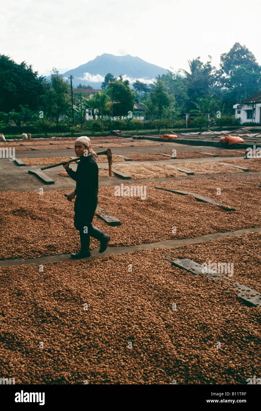 Kakaobohnen werden in Zentral Java Mount Bromo ausgetrocknet sitzt im Hintergrund Stockfoto