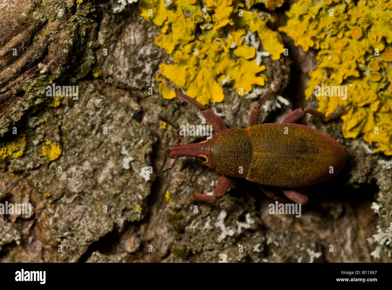 Lixomorphus Algirus, Curculionidae Coleoptera Stockfoto