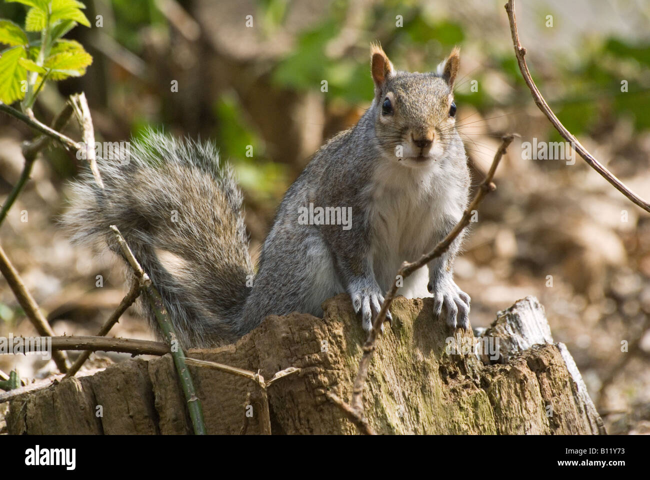 Grau sqirrel Fishermans spaziergang Hotel southbourne Stockfoto