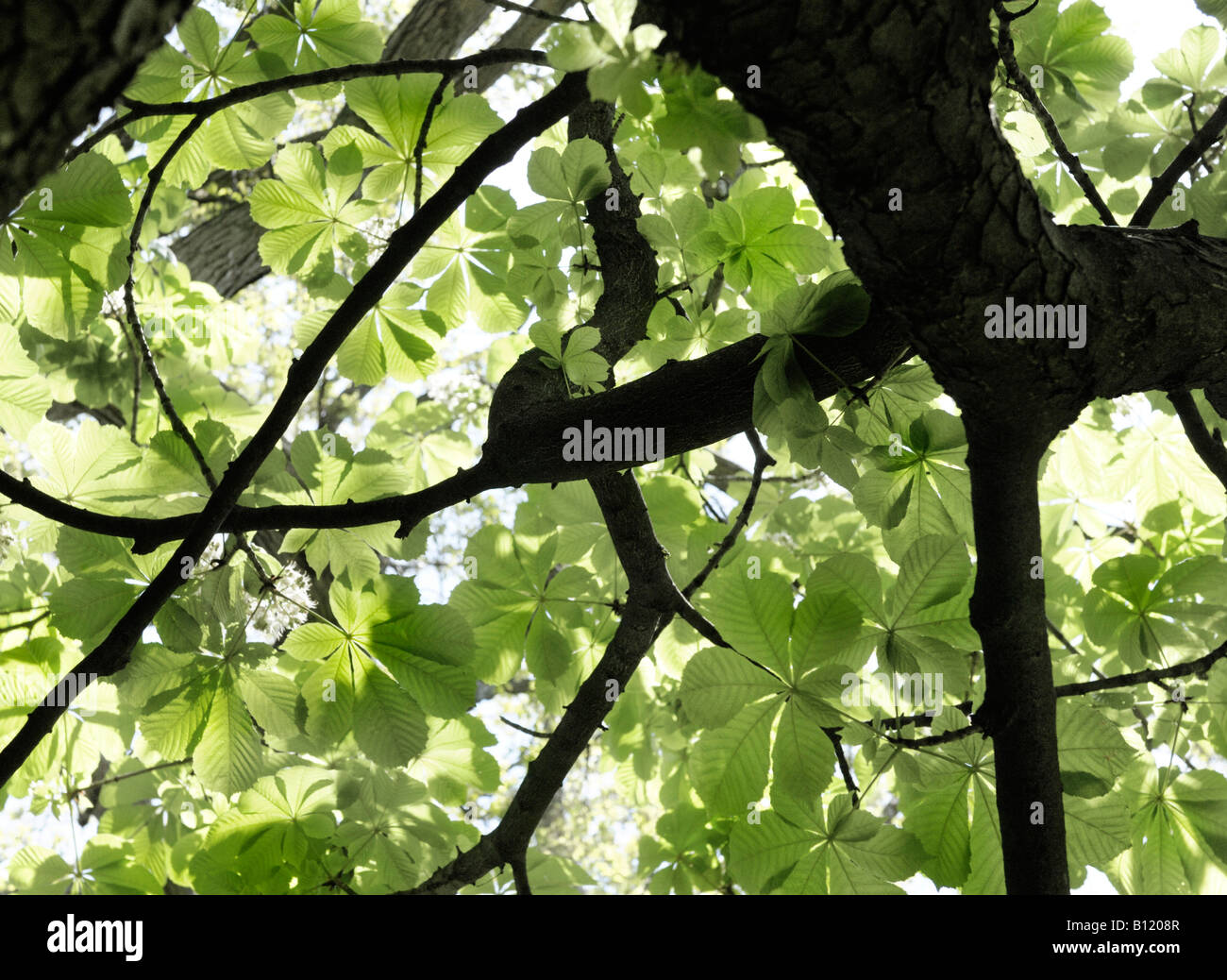 Kastanienbaum Stockfoto