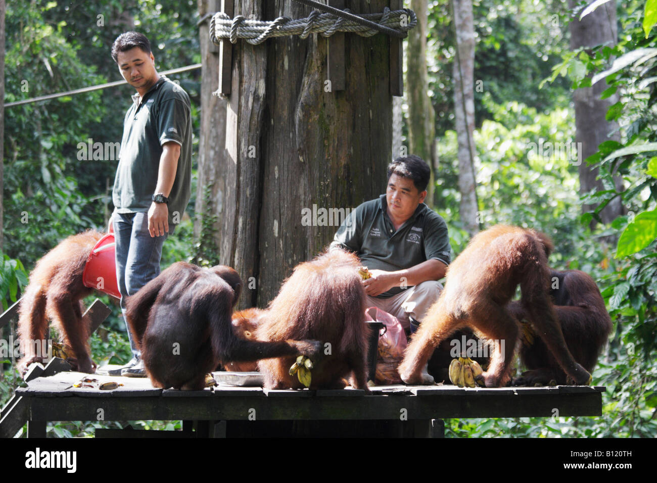 Orang-Utans in Sepilok Heiligtum, Sabah, Malaysia Borneo gefüttert Stockfoto